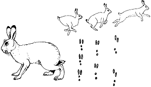 3 вида следов зайца-беляка