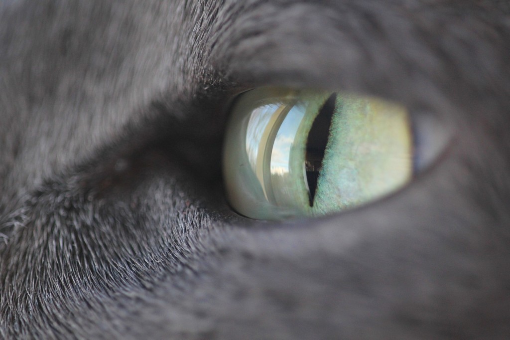 глаз кота