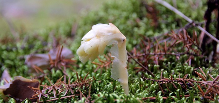 Подъельник обыкновенный (Monotropa hypopitys)