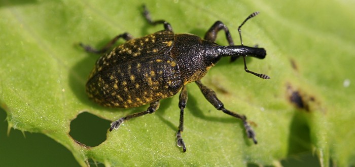 Ларин чертополоховый (Larinus sturnus)