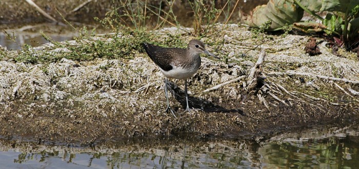 Черныш (лат. Tringa ochropus)