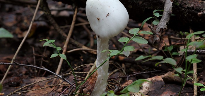 Мухомор вонючий или белая поганка (лат. Amanita virosa)