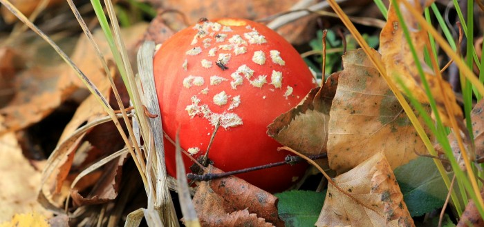 Мухомор красный (Amanita muscaria)