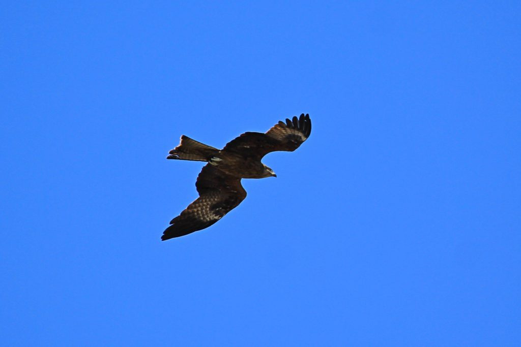 Чёрный коршун (Milvus migrans) в полёте