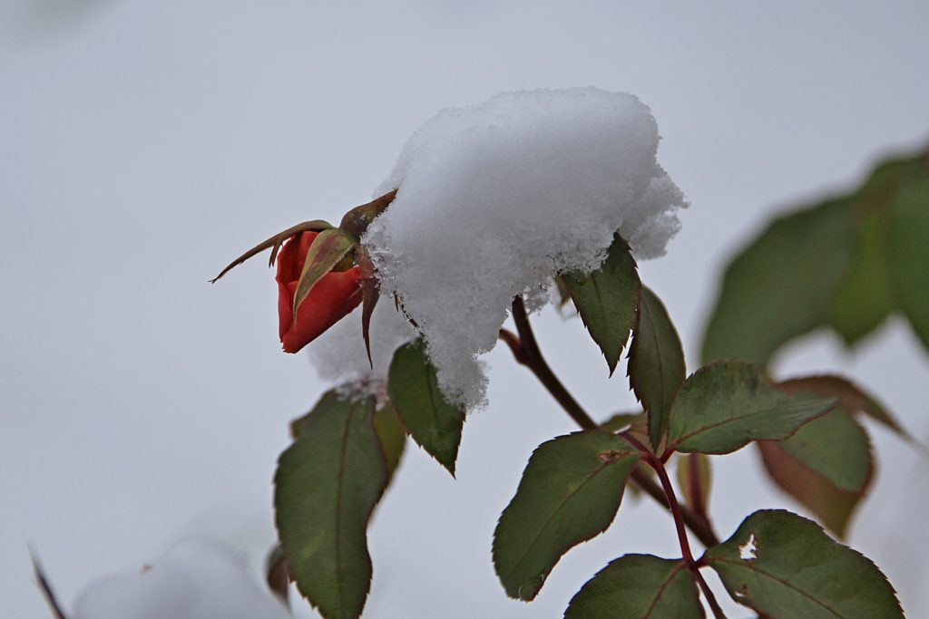 Бутон розы на кусте, засыпанный первым снегом
