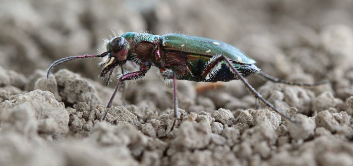 Скакун полевой (Cicindela campestris)