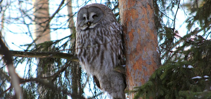 Бородатая неясыть (лат. Strix nebulosa)