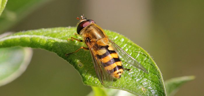 Муха-журчалка (Syrphidae) из рода Дидеа (лат. Didea) подсемейства Syrphinae