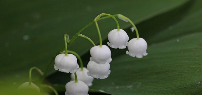 Ландыш майский (лат. Convallaria majalis)