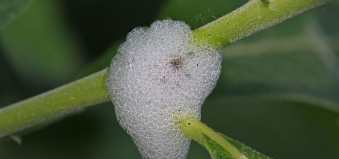 Пенное убежище слюнявицы ивовой (лат. Aphrophora salicina)