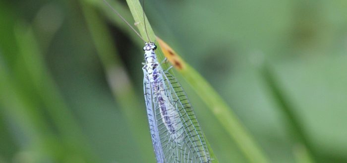Златоглазка перламутровая (лат. Chrysopa perla)