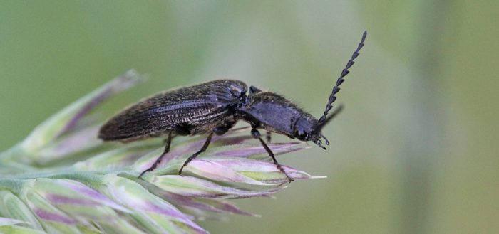 Щелкун волосатый (лат. Hemicrepidius hirtus)