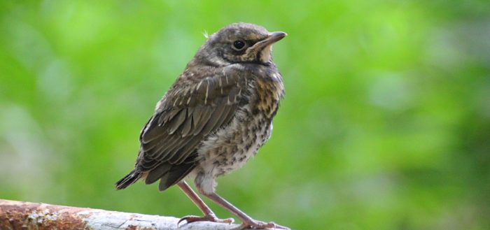 Птенец-слёток дрозда-рябинника (Turdus pilaris)