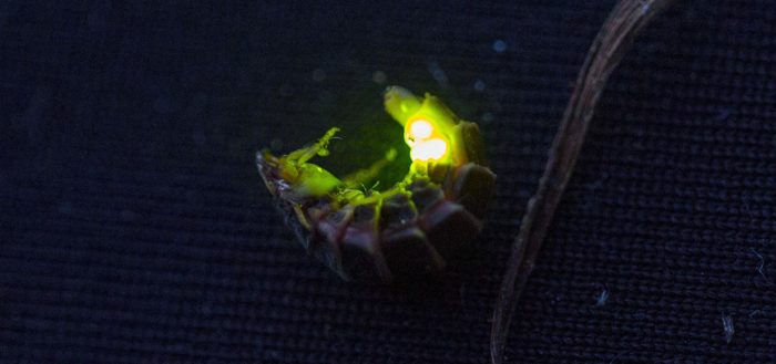 Обыкновенный светляк (лат. Lampyris noctiluca)