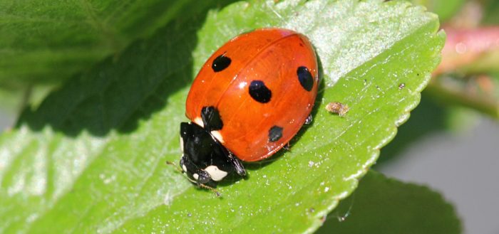 Взрослая семиточечная божья коровка (Coccinella septempunctata)