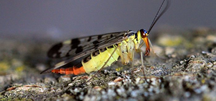 Скорпионница обыкновенная (лат. Panorpa communis), самка