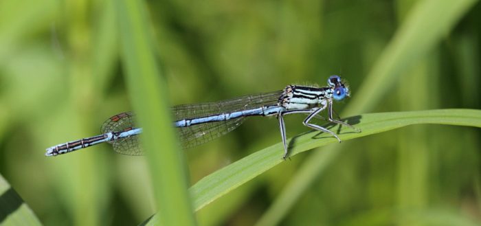 Стрекоза стрелка-девушка (Coenagrion puella), самец