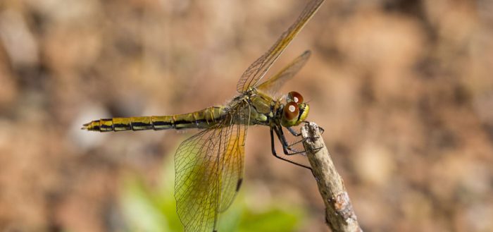 Стрекоза желтая (Sympetrum flaveolum), самка