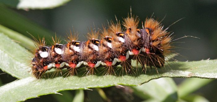Гусеница щавелевой совки (стрельчатки, Acronicta rumicis)