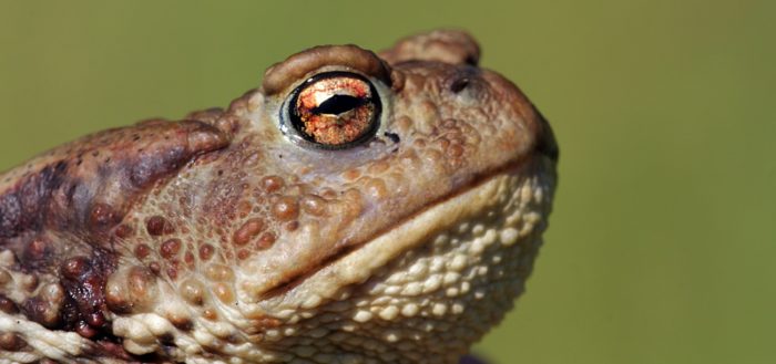 Жаба обыкновенная (серая жаба, коровница, лат. Bufo bufo)