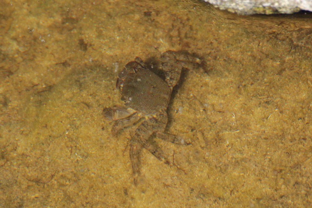 Мраморный краб (Pachygrapsus marmoratus)