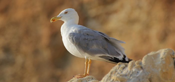 Средиземноморская чайка (Larus michahellis)