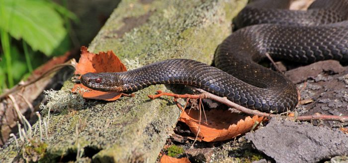 Обыкновенная гадюка (лат. Vipera berus)
