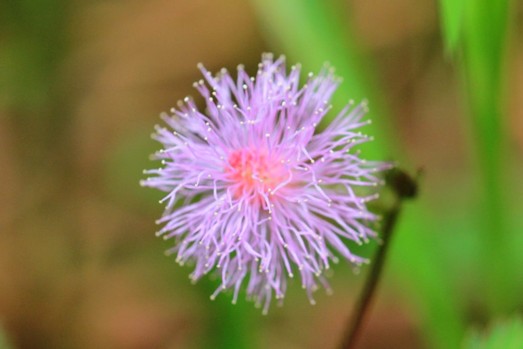 цветок мимозы стыдливой (лат. Mimosa pudica)