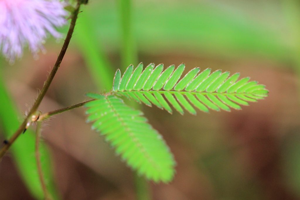 листочки мимозы стыдливой (лат. Mimosa pudica)