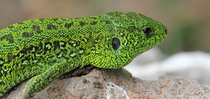 Ящерица прыткая (лат. Lacerta agilis), самец в брачном наряде