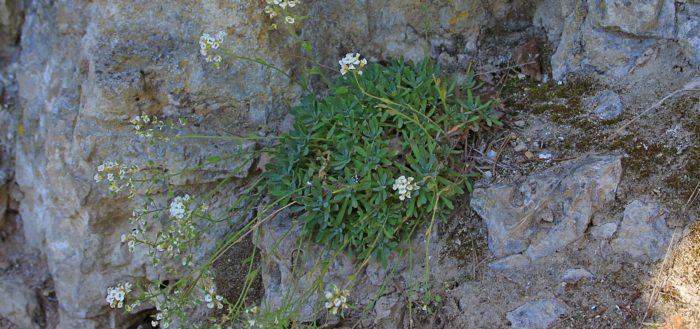 Шиверекия подольская (лат. Schivereckia podolica)