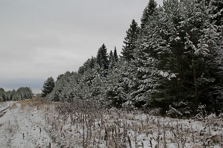 Предзимье: припорошённая первым ноябрьским снегом опушка леса