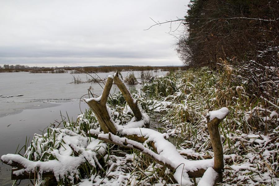 Предзимье: припорошённая снегом коряга на краю покрытого первым тонким ледком озера