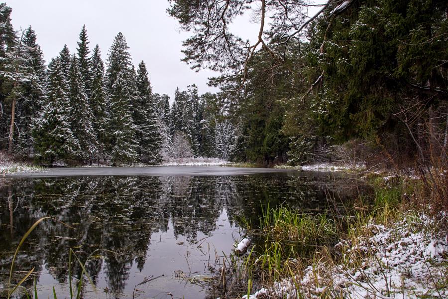 Предзимье: покрытые тонким первым льдом озёра в сосновом лесу, чуть припорошённом первым ноябрьским снегом