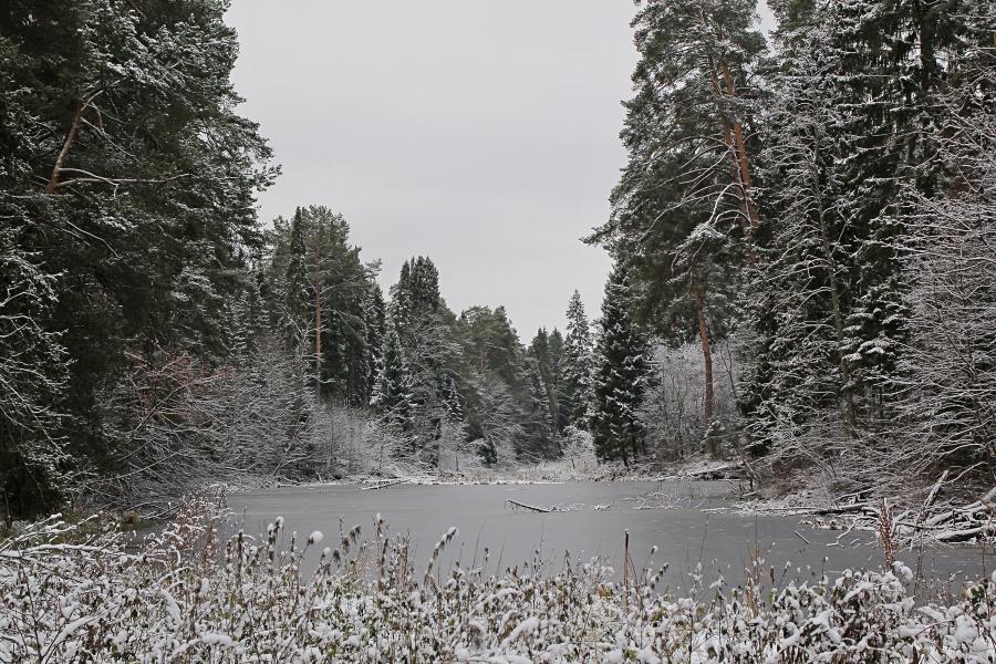 Предзимье: покрытые тонким первым льдом озёра в сосновом лесу, чуть припорошённом первым ноябрьским снегом