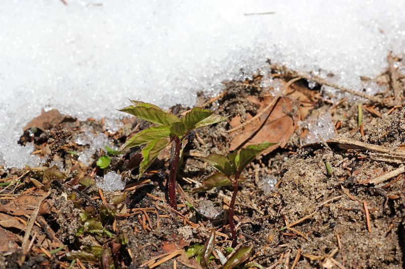 Проклюнувшиеся ростки растений рядом со снежным сугробом. Ранняя весна.