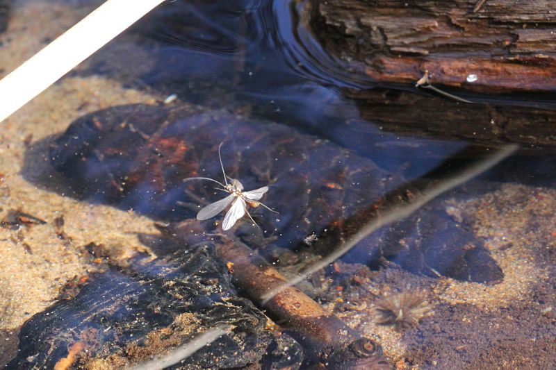 Насекомое Веснянка (Plecoptera) с расправленными крыльями над водой ручья