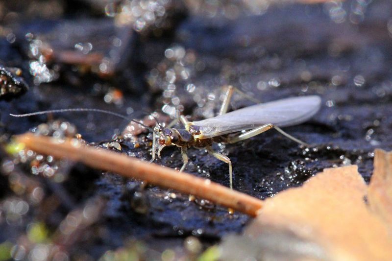 Насекомое Веснянка (Plecoptera) с длинными усиками, плоско сложенными крыльями и членистым телом