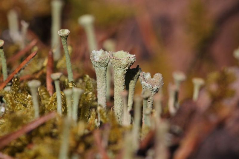 Инопланетный пейзаж: сцифовидные подеции (бокаловидные органы размножения) лишайника кладонии (Cladonia) среди зелёного мха весной