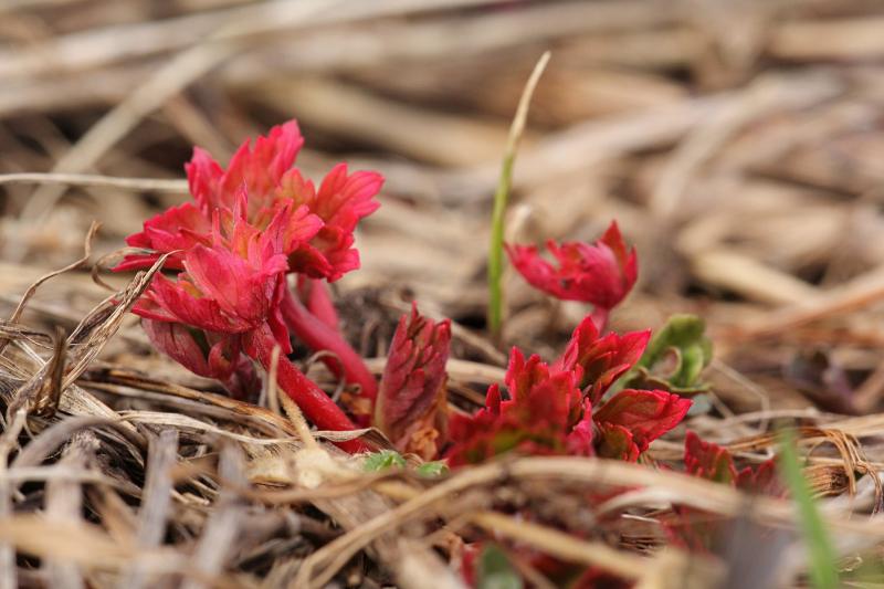 Красные росточки ранней весной среди пожухлой прошлогодней травы