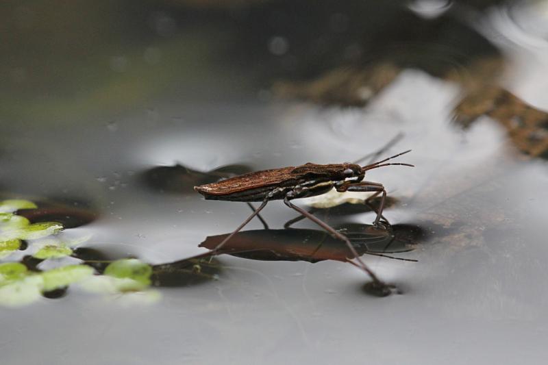 Клоп-водомерка на черной воде болотца