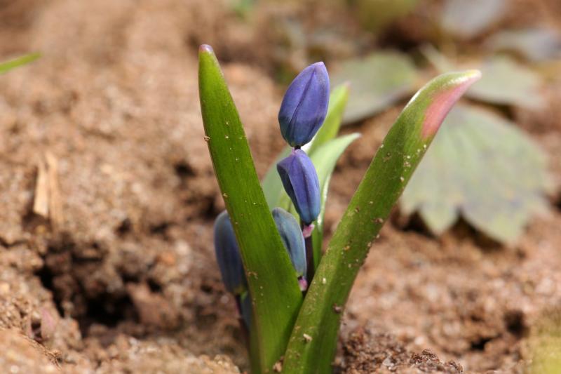 Проклюнувшиеся из земли ранней весной голубые цветочки
