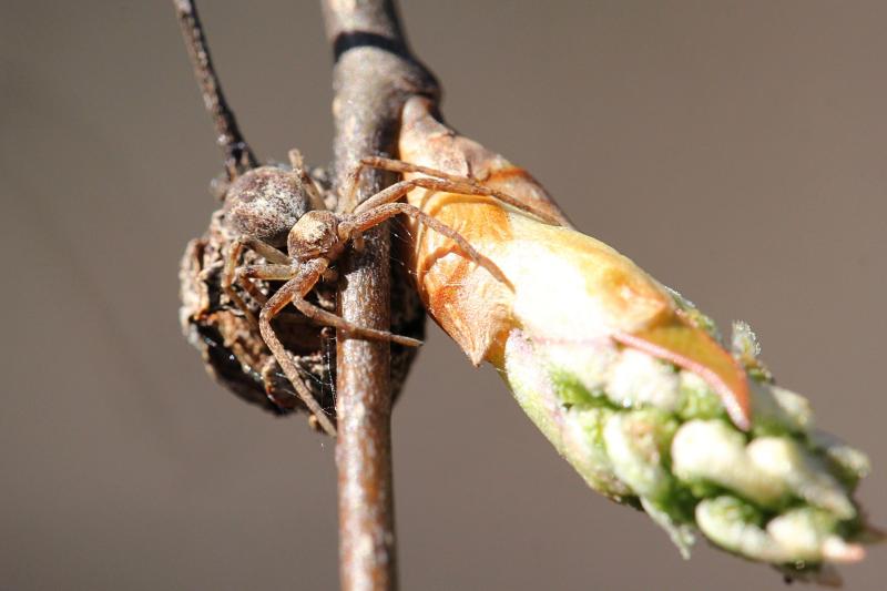 Замаскировавшийся на веточке восьмиглазый паук рядом с сочной зелёной распускающейся почкой