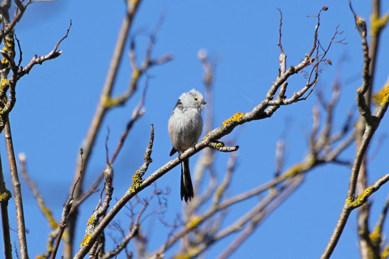 Длиннохвостая синица, или ополовник (лат. Aegithalos caudatus) на веточке дерева: светло-серое пушистое круглое тельце с черными полосами, короткий клюв и очень длинный хвост