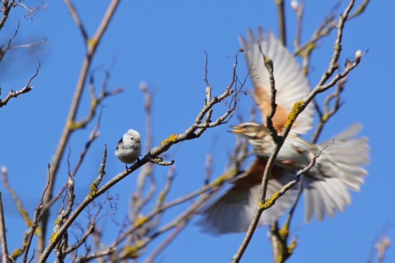 Длиннохвостая синица, или ополовник (лат. Aegithalos caudatus) на веточке дерева: светло-серое пушистое круглое тельце с черными полосами, короткий клюв и очень длинный хвост