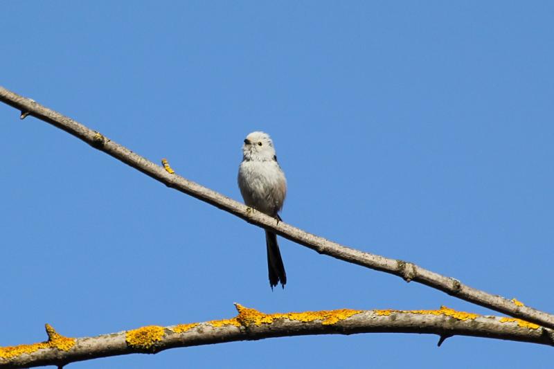 Длиннохвостая синица, или ополовник (лат. Aegithalos caudatus) на веточке дерева: светло-серое пушистое круглое тельце с черными полосами, короткий клюв и очень длинный хвост