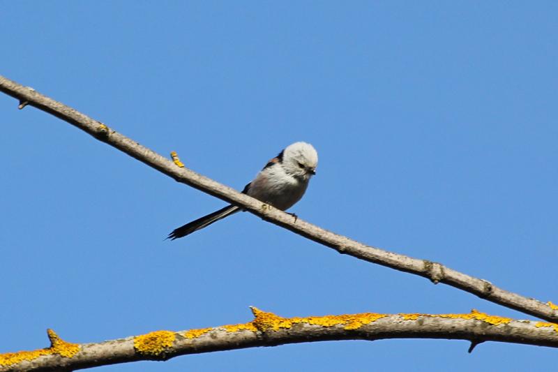 Длиннохвостая синица, или ополовник (лат. Aegithalos caudatus) на веточке дерева: светло-серое пушистое круглое тельце с черными полосами, короткий клюв и очень длинный хвост