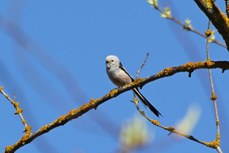 Длиннохвостая синица, или ополовник (лат. Aegithalos caudatus) на веточке дерева: светло-серое пушистое круглое тельце с черными полосами, короткий клюв и очень длинный хвост