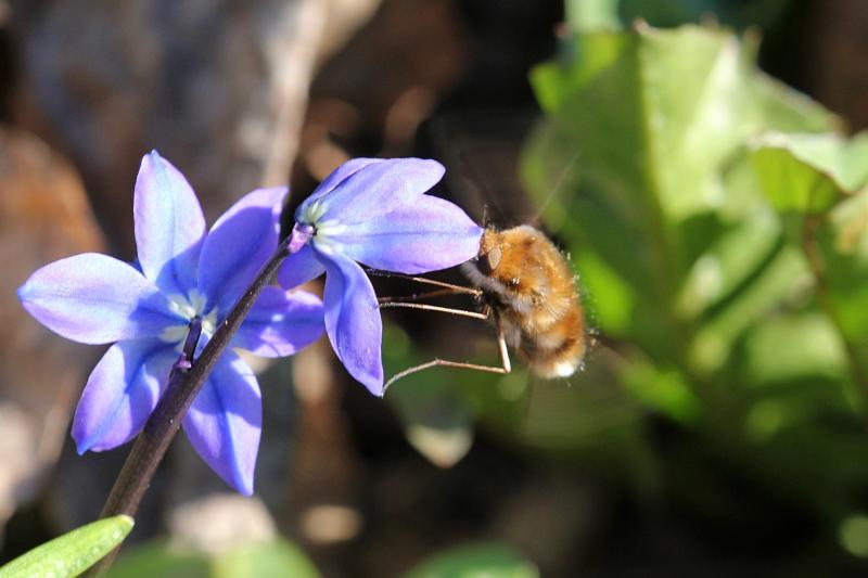 Жужжало большой (Bombylius major) в полёте рядом с цветком