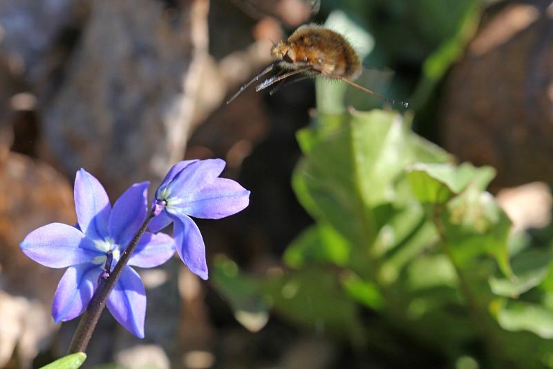 Жужжало большой (Bombylius major) в полёте рядом с цветком